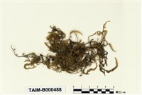 藏品(懸苔屬)的圖片